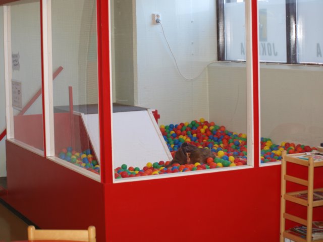 p4181953.jpg